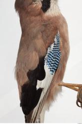 Jay - Garrulus glandarius